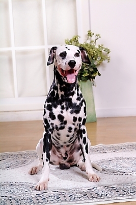 포토 JPG 식물 동물 척추동물 한마리 육지동물 반려견 창문 포유류 실내 사람없음 반려동물 인테리어 꽃병 카펫 개 강아지 달마시안 반려 국내포토 1 디자인 꽃 내부 파일형식