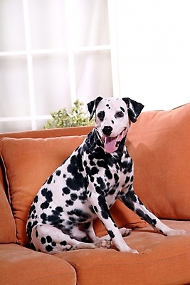 포토 JPG 동물 척추동물 한마리 육지동물 반려견 가구 창문 포유류 실내 사람없음 반려동물 인테리어 소파 개 강아지 달마시안 반려 국내포토 1 디자인 생활용품 의자 내부 파일형식