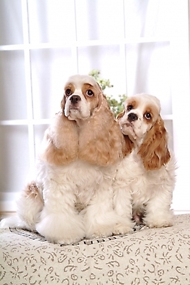 포토 JPG 동물 척추동물 육지동물 반려견 두마리 창문 포유류 실내 사람없음 반려동물 코커스패니얼 스패니얼 개 아메리칸코커스패니얼 반려 국내포토 2 내부 파일형식