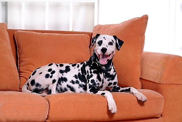 포토 JPG 동물 척추동물 한마리 육지동물 반려견 가구 창문 포유류 실내 사람없음 반려동물 인테리어 소파 개 강아지 달마시안 반려 국내포토 1 디자인 생활용품 의자 내부 파일형식
