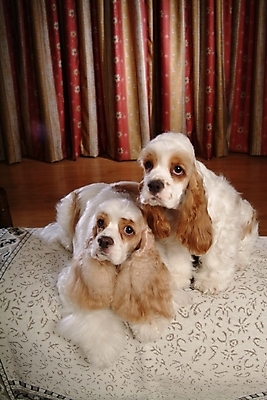 포토 JPG 동물 척추동물 육지동물 반려견 두마리 포유류 실내 사람없음 반려동물 코커스패니얼 스패니얼 커튼 개 아메리칸코커스패니얼 반려 국내포토 2 내부 파일형식