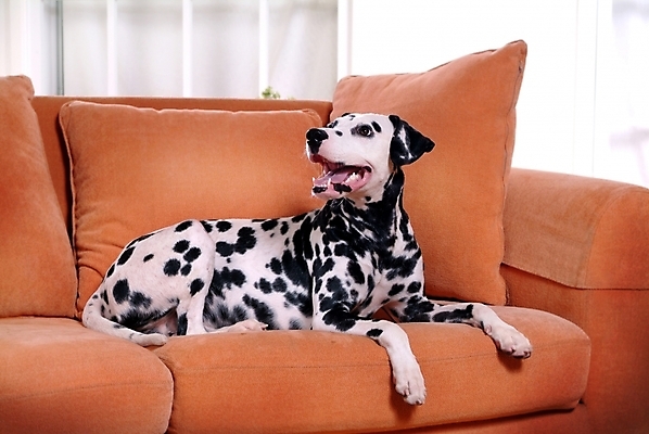 포토 JPG 동물 척추동물 한마리 육지동물 반려견 가구 창문 포유류 실내 사람없음 반려동물 인테리어 소파 개 강아지 달마시안 반려 국내포토 1 디자인 생활용품 의자 내부 파일형식