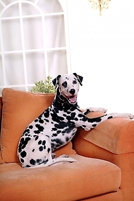 포토 JPG 동물 척추동물 한마리 육지동물 반려견 가구 창문 포유류 실내 사람없음 반려동물 인테리어 소파 개 강아지 달마시안 반려 국내포토 1 디자인 생활용품 의자 내부 파일형식