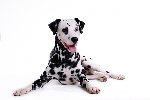포토 JPG 스튜디오촬영 동물 척추동물 한마리 육지동물 반려견 포유류 사람없음 반려동물 개 강아지 달마시안 반려 국내포토 1 실내 파일형식