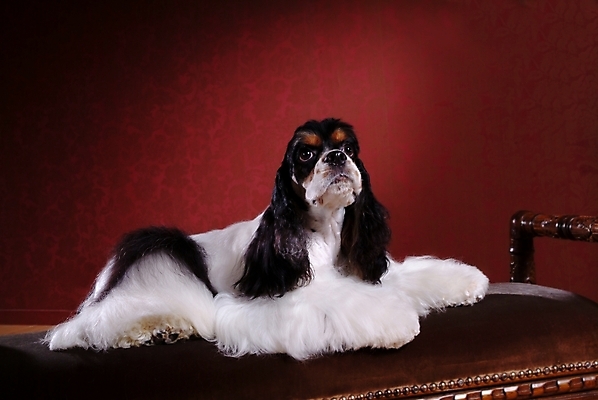 포토 JPG 동물 척추동물 한마리 육지동물 반려견 포유류 실내 사람없음 반려동물 코커스패니얼 스패니얼 개 아메리칸코커스패니얼 반려 국내포토 1 내부 파일형식