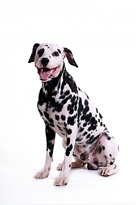 포토 JPG 스튜디오촬영 동물 척추동물 한마리 육지동물 반려견 포유류 사람없음 반려동물 개 강아지 달마시안 반려 국내포토 1 실내 파일형식