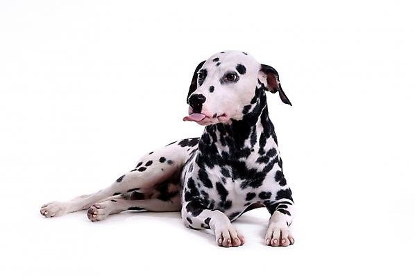 포토 JPG 스튜디오촬영 동물 척추동물 한마리 육지동물 반려견 포유류 사람없음 반려동물 개 강아지 달마시안 반려 국내포토 1 실내 파일형식