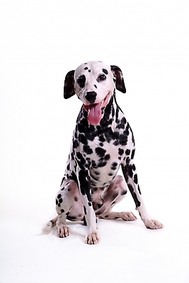 포토 JPG 스튜디오촬영 동물 척추동물 한마리 육지동물 반려견 포유류 사람없음 반려동물 개 강아지 달마시안 반려 국내포토 1 실내 파일형식