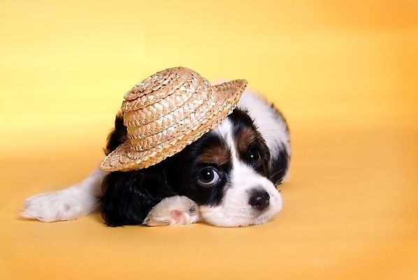 포토 JPG 스튜디오촬영 동물 척추동물 모자 한마리 육지동물 반려견 포유류 사람없음 반려동물 코커스패니얼 스패니얼 개 밀짚모자 아메리칸코커스패니얼 반려 국내포토 모자_잡화 1 잡화 실내 파일형식