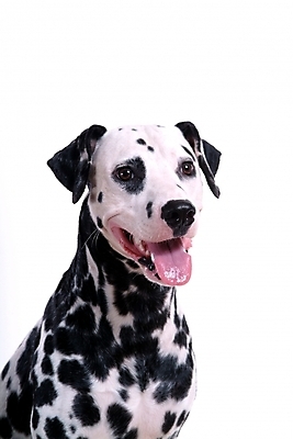 포토 JPG 스튜디오촬영 동물 척추동물 한마리 육지동물 반려견 포유류 사람없음 반려동물 개 강아지 달마시안 반려 국내포토 1 실내 파일형식