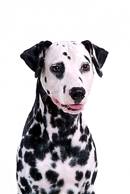 포토 JPG 스튜디오촬영 동물 척추동물 한마리 육지동물 반려견 포유류 사람없음 반려동물 개 강아지 달마시안 반려 국내포토 1 실내 파일형식