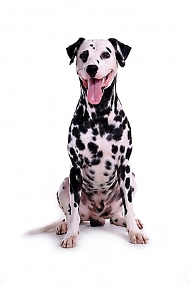 포토 JPG 스튜디오촬영 동물 척추동물 한마리 육지동물 반려견 포유류 사람없음 반려동물 개 강아지 달마시안 반려 국내포토 1 실내 파일형식