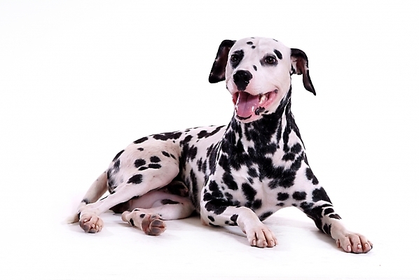 포토 JPG 스튜디오촬영 동물 척추동물 한마리 육지동물 반려견 포유류 사람없음 반려동물 개 강아지 달마시안 반려 국내포토 1 실내 파일형식