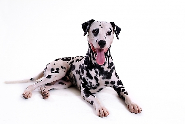 포토 JPG 스튜디오촬영 동물 척추동물 한마리 육지동물 반려견 포유류 사람없음 반려동물 개 강아지 달마시안 반려 국내포토 1 실내 파일형식