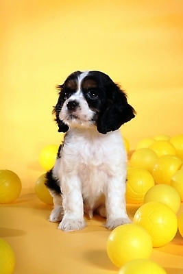 포토 JPG 스튜디오촬영 동물 척추동물 한마리 육지동물 반려견 공 포유류 사람없음 반려동물 놀이용품 코커스패니얼 스패니얼 개 아메리칸코커스패니얼 반려 국내포토 1 실내 오브젝트 파일형식