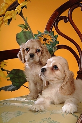 포토 JPG 식물 동물 척추동물 한마리 육지동물 꽃 반려견 두마리 포유류 해바라기 실내 사람없음 반려동물 코커스패니얼 스패니얼 개 아메리칸코커스패니얼 반려 국내포토 1 2 내부 파일형식