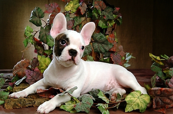 포토 JPG 식물 동물 척추동물 한마리 육지동물 반려견 잎 포유류 나뭇잎 실내 사람없음 반려동물 개 강아지 불독 반려 프렌치불독 국내포토 1 내부 파일형식