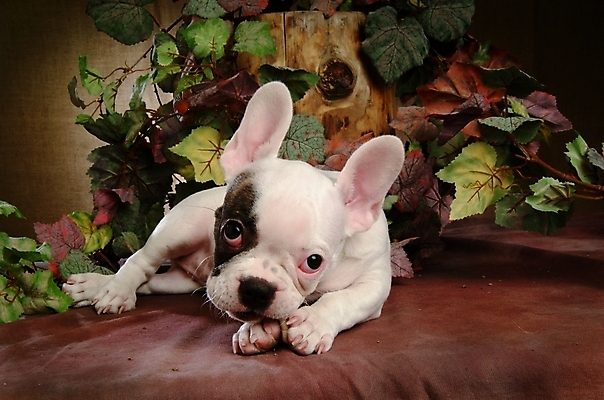 포토 JPG 식물 동물 척추동물 한마리 육지동물 반려견 잎 포유류 나뭇잎 실내 사람없음 반려동물 개 강아지 불독 반려 프렌치불독 국내포토 1 내부 파일형식