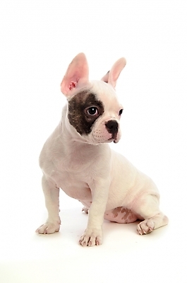 포토 JPG 스튜디오촬영 동물 척추동물 한마리 육지동물 반려견 포유류 사람없음 반려동물 개 강아지 불독 반려 프렌치불독 국내포토 1 실내 파일형식