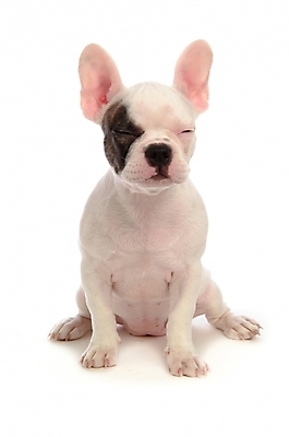 포토 JPG 스튜디오촬영 동물 척추동물 한마리 육지동물 반려견 포유류 사람없음 반려동물 개 강아지 불독 반려 프렌치불독 국내포토 1 실내 파일형식