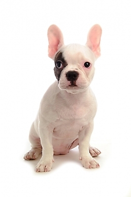 포토 JPG 스튜디오촬영 동물 척추동물 한마리 육지동물 반려견 포유류 사람없음 반려동물 개 강아지 불독 반려 프렌치불독 국내포토 1 실내 파일형식