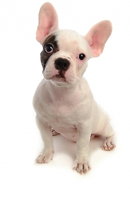 포토 JPG 스튜디오촬영 동물 척추동물 한마리 육지동물 반려견 포유류 사람없음 반려동물 개 강아지 불독 반려 프렌치불독 국내포토 1 실내 파일형식