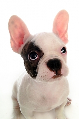 포토 JPG 스튜디오촬영 동물 척추동물 한마리 육지동물 반려견 포유류 사람없음 반려동물 개 강아지 불독 반려 프렌치불독 국내포토 1 실내 파일형식