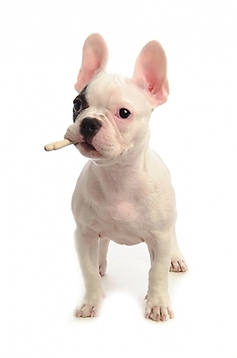 포토 JPG 스튜디오촬영 동물 척추동물 한마리 육지동물 반려견 포유류 사람없음 반려동물 개 강아지 불독 반려 프렌치불독 국내포토 1 실내 파일형식