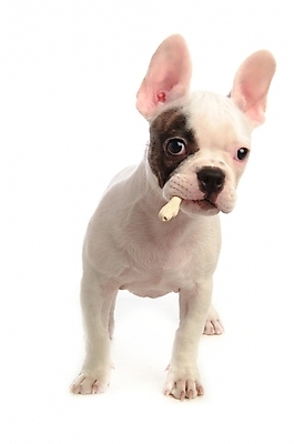 포토 JPG 스튜디오촬영 동물 척추동물 한마리 육지동물 반려견 포유류 사람없음 반려동물 개 강아지 불독 반려 프렌치불독 국내포토 1 실내 파일형식