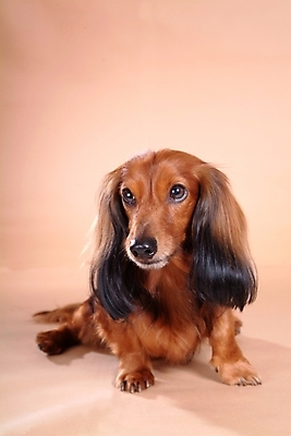 포토 JPG 스튜디오촬영 동물 척추동물 한마리 육지동물 반려견 포유류 사람없음 반려동물 개 강아지 닥스훈트 반려 국내포토 1 실내 파일형식