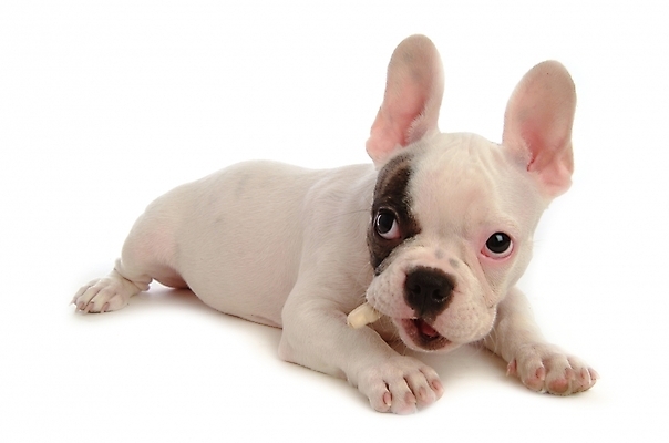 포토 JPG 스튜디오촬영 동물 척추동물 한마리 육지동물 반려견 포유류 사람없음 반려동물 개 강아지 불독 반려 프렌치불독 국내포토 1 실내 파일형식