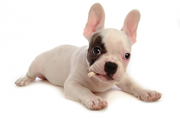 포토 JPG 스튜디오촬영 동물 척추동물 한마리 육지동물 반려견 포유류 사람없음 반려동물 개 강아지 불독 반려 프렌치불독 국내포토 1 실내 파일형식