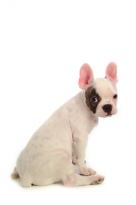 포토 JPG 스튜디오촬영 동물 척추동물 한마리 육지동물 반려견 포유류 사람없음 반려동물 개 강아지 불독 반려 프렌치불독 국내포토 1 실내 파일형식