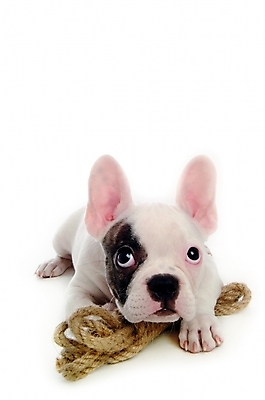 포토 JPG 스튜디오촬영 동물 척추동물 한마리 육지동물 반려견 밧줄 포유류 사람없음 반려동물 개 강아지 불독 반려 프렌치불독 국내포토 1 줄 실내 파일형식