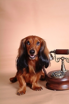 포토 JPG 스튜디오촬영 동물 척추동물 한마리 육지동물 반려견 포유류 사람없음 반려동물 통신기기 개 강아지 닥스훈트 전화기 반려 국내포토 1 통신 실내 기계 파일형식