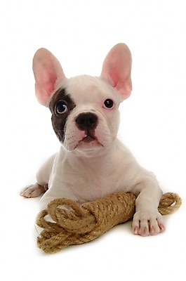 포토 JPG 스튜디오촬영 동물 척추동물 한마리 육지동물 반려견 밧줄 포유류 사람없음 반려동물 개 강아지 불독 반려 프렌치불독 국내포토 1 줄 실내 파일형식