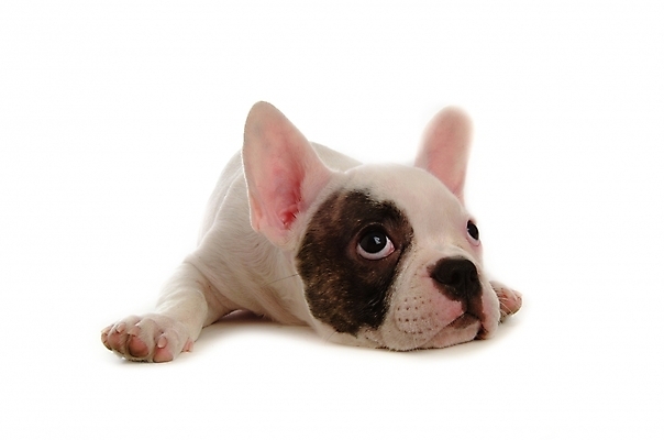 포토 JPG 스튜디오촬영 동물 척추동물 한마리 육지동물 반려견 포유류 사람없음 반려동물 개 강아지 불독 반려 프렌치불독 국내포토 1 실내 파일형식