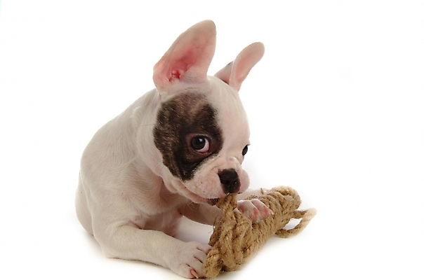 포토 JPG 스튜디오촬영 동물 척추동물 한마리 육지동물 반려견 포유류 사람없음 반려동물 개 강아지 불독 반려 프렌치불독 국내포토 1 실내 파일형식