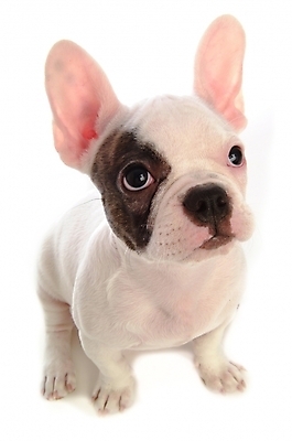 포토 JPG 스튜디오촬영 동물 척추동물 한마리 육지동물 반려견 포유류 사람없음 반려동물 개 강아지 불독 반려 프렌치불독 국내포토 1 실내 파일형식