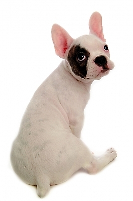 포토 JPG 스튜디오촬영 동물 척추동물 한마리 육지동물 반려견 포유류 사람없음 반려동물 개 강아지 불독 반려 프렌치불독 국내포토 1 실내 파일형식