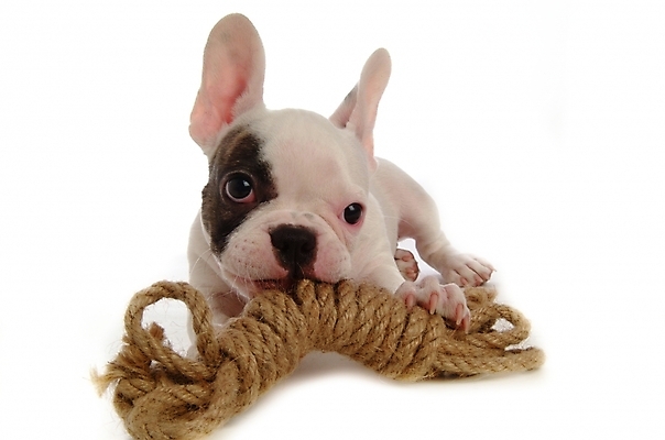 포토 JPG 스튜디오촬영 동물 척추동물 한마리 육지동물 반려견 밧줄 포유류 사람없음 반려동물 개 강아지 불독 반려 프렌치불독 국내포토 1 줄 실내 파일형식