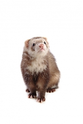 포토 JPG 스튜디오촬영 동물 척추동물 한마리 육지동물 포유류 사람없음 페럿 반려 국내포토 1 실내 파일형식