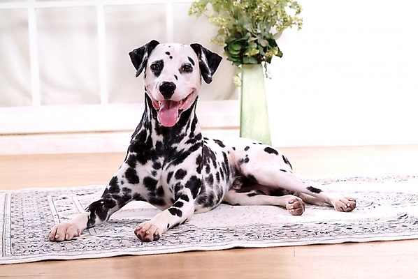 포토 JPG 식물 동물 척추동물 한마리 육지동물 화분 반려견 포유류 실내 사람없음 반려동물 카펫 개 강아지 달마시안 반려 국내포토 1 내부 파일형식