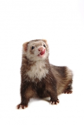 포토 JPG 스튜디오촬영 동물 척추동물 한마리 육지동물 포유류 사람없음 페럿 반려 국내포토 1 실내 파일형식