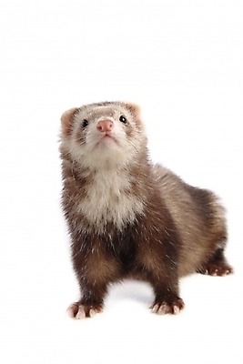 포토 JPG 스튜디오촬영 동물 척추동물 한마리 육지동물 포유류 사람없음 페럿 반려 국내포토 1 실내 파일형식