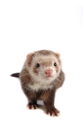 포토 JPG 스튜디오촬영 동물 척추동물 한마리 육지동물 포유류 사람없음 페럿 반려 국내포토 1 실내 파일형식