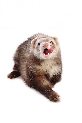 포토 JPG 스튜디오촬영 동물 척추동물 한마리 육지동물 포유류 사람없음 페럿 반려 국내포토 1 실내 파일형식