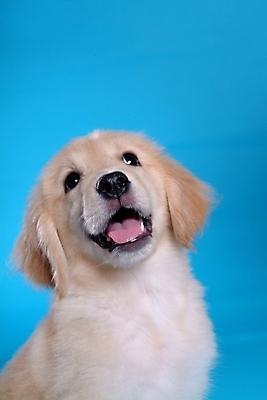 포토 JPG 스튜디오촬영 동물 척추동물 한마리 육지동물 반려견 포유류 사람없음 반려동물 개 골든리트리버 리트리버 래브라도리트리버 반려 국내포토 1 실내 파일형식