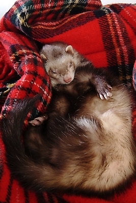 포토 JPG 동물 척추동물 한마리 육지동물 포유류 실내 사람없음 잠 담요 페럿 반려 국내포토 1 내부 파일형식