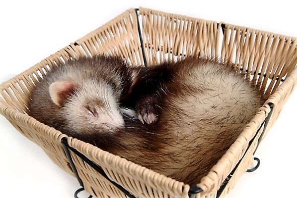 포토 JPG 스튜디오촬영 동물 척추동물 한마리 육지동물 포유류 사람없음 바구니 잠 페럿 반려 국내포토 1 실내 파일형식